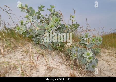 Sea holly or Seaside eryngo, a prickly thistle with blue flowers in the dunes Stock Photo