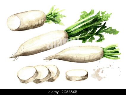 Daikon radish set. Graphic design elements. Watercolor hand drawn illustration, isolated on white background Stock Photo