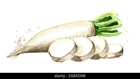 Daikon radish root with slices. Watercolor hand drawn illustration isolated on white background Stock Photo