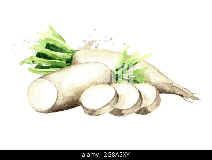 Daikon radish root with slices, Watercolor hand drawn illustration, isolated on white background Stock Photo