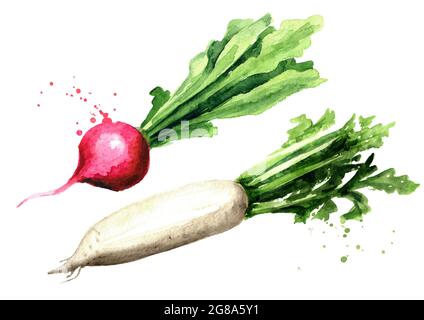 Small garden red radish and Daikon redish. Watercolor hand drawn illustration, isolated on white background Stock Photo