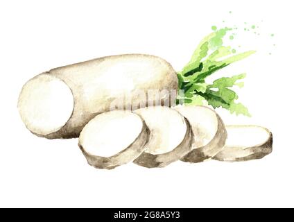 Daikon radish root with slices. Watercolor hand drawn illustration, isolated on white background Stock Photo