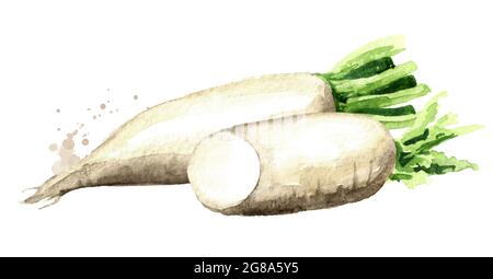 Daikon radish root. Watercolor hand drawn illustration, isolated on white background Stock Photo