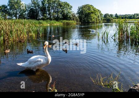 Dunmanway, West Cork, Ireland. 18th July, 2021. Temperatures hit the high 20's in Dunmanway, West Cork today. Met Eireann has forecast a mini-heatwave with high temperatures until late next week. The ducks and swans were enjoying the sun at Dunmanway Lake. Credit: AG News/Alamy Live News Stock Photo