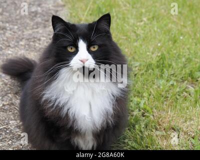 Black and white cat sitting on path near grass Stock Photo