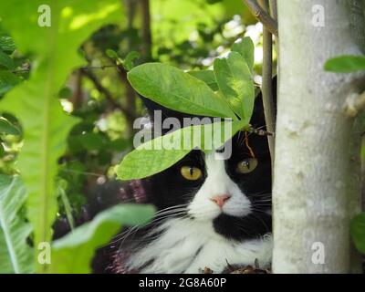 Black and white cat hiding behind green leaves Stock Photo