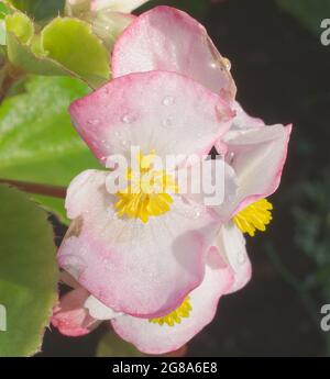 Fibrous-Rooted Begonia, outdoor ornamental plant with blooming blossoms. White blossoms with red edges and yellow center and green leaves. Stock Photo