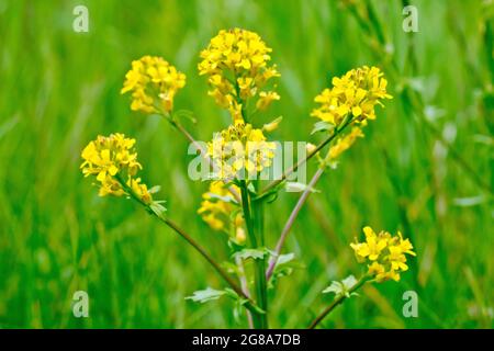 Creeping Yellow-cress (rorippa sylvestris), close up of the uppermost flower heads of the plant. Stock Photo