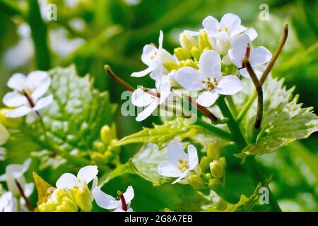 Garlic Mustard (alliaria petiolata), also know as Jack By The Hedge, close up showing the small white flowers and developing seedpods. Stock Photo