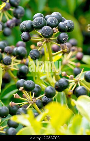 Ivy (hedera helix), close up of the black berry-like fruit that ripens on the plant over the winter. Stock Photo