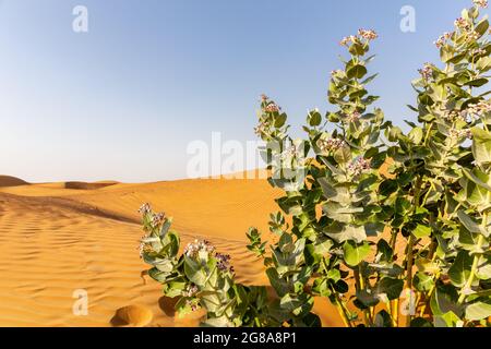 Apple of Sodom (Calotropis procera) plant with purple flowers blooming and desert sand dunes landscape in the background, United Arab Emirates. Stock Photo