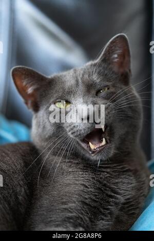 Funny russian blue deals cat videos