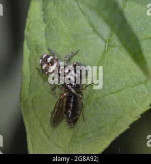 Zebra Jumping Spider with Prey Stock Photo