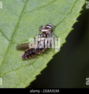 Zebra Jumping Spider with Prey Stock Photo