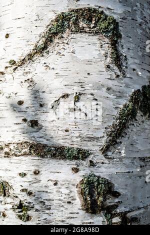 Tree Bark texture, close-up photo Stock Photo