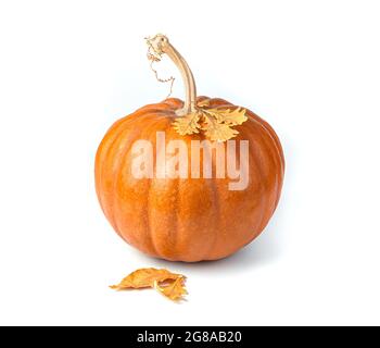 Pumpkin with autumn leaves isolated on a white background. Side view. Stock Photo