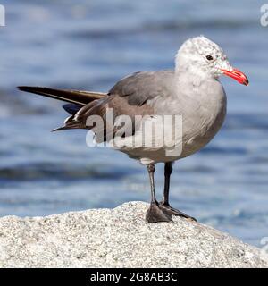 Heermann's Gull, Nonbreeding Adult. Moss Landing State Beach, Monterey County, California, USA. Stock Photo