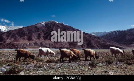 A herd of goats graze in the foothills of the Altai mountains, Russia. Stock Photo