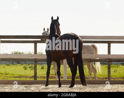 Young stallion walks in a paddock and flirts with a mare Stock Photo