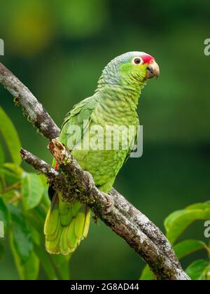 Red-lored Amazon or Red-lored Parrot - Amazona autumnalis, amazon parrot, native to tropical regions of the Americas, from Mexico south to Ecuador, gr Stock Photo