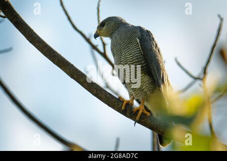 Grey Hawk - Buteo plagiatus or Mexican goshawk, raptor, sometimes placed in the genus Asturina as Asturina plagiata, from Arizona, Texas, Mexico, Guat Stock Photo