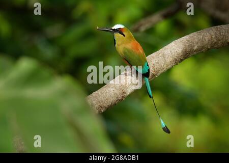 Turquoise-browed motmot - Eumomota superciliosa also Torogoz, colourful tropical bird Momotidae with long tail, Central America from south-east Mexico