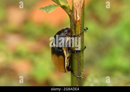 Elephant beetle - Megasoma elephas family Scarabaeidae and the subfamily Dynastinae, Neotropical rhinoceros beetles,  in southern Mexico, Central Amer Stock Photo