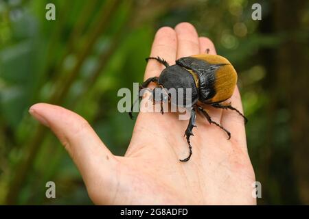 Elephant beetle - Megasoma elephas family Scarabaeidae and the subfamily Dynastinae, Neotropical rhinoceros beetles,  in southern Mexico, Central Amer Stock Photo