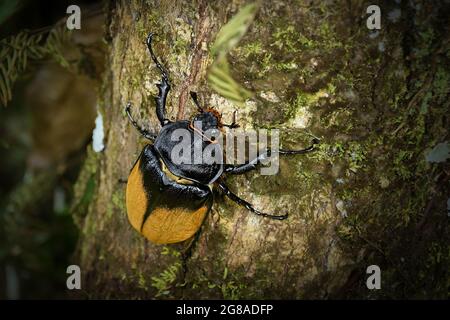 Elephant beetle - Megasoma elephas family Scarabaeidae and the subfamily Dynastinae, Neotropical rhinoceros beetles,  in southern Mexico, Central Amer Stock Photo