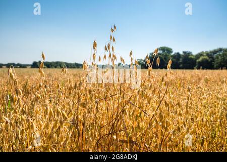 A field of oats growing in Suffolk, UK. Stock Photo