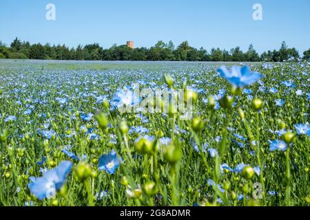 Flax, Linseed oil flowers growing in a field. Norfolk, UK. Stock Photo
