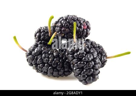 Black mulberry with stalks isolated on white background Stock Photo