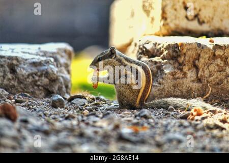 chipmunk Stock Photo
