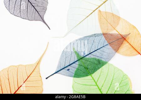 Colored skeletons of leaves on light background. Flat lay. Stock Photo
