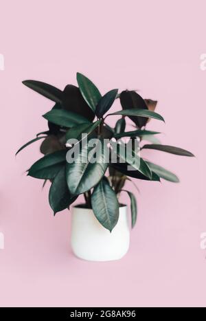 Ficus elastica rubber tree potted houseplant isolated on pink background Stock Photo