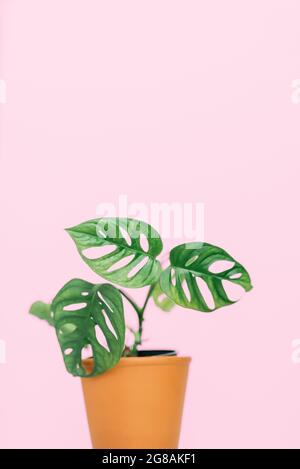 Monstera adansonii vining potted houseplant isolated on pink background Stock Photo