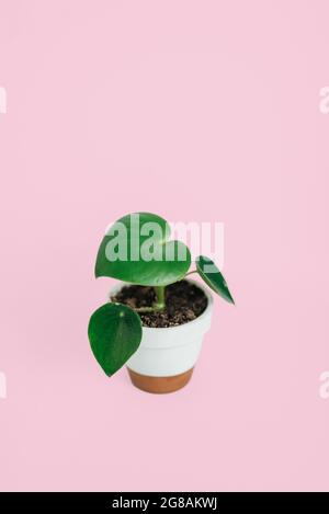 Heart-shaped leaves of peperomia polybotrya houseplant isolated on pink background