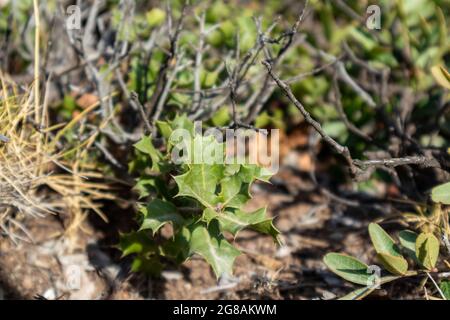 Quercus coccifera, the kermes oak leaves close-up. Small oak bush with green sharp leaves in summer sunny Greece, Mediterranean Stock Photo