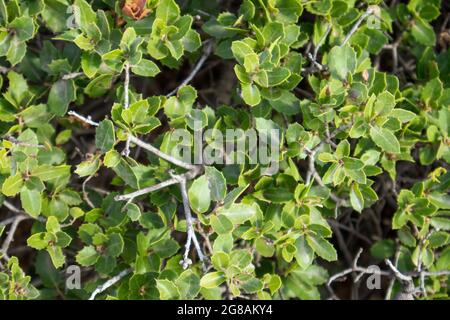 Quercus coccifera, the kermes oak leaves close-up. Small oak bush with green sharp leaves in summer sunny Greece, Mediterranean Stock Photo