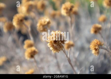 Wild Helichrysum arenarium dry yellow grass bush macro close-up in Greece. Dwarf everlast or immortelle, wild natural botany with selective focus Stock Photo