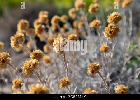Wild Helichrysum arenarium dry grass bush close-up in in hot summer Greece. Dry dwarf everlast or immortelle, wild natural botany with selective focus Stock Photo
