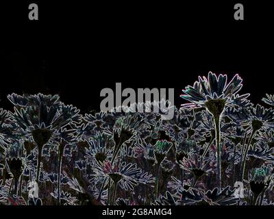 White outline sketch of daisies on black background Stock Photo