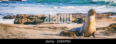 Galapagos Sea Lion in sand lying on beach. Wildlife in nature, animals in natural habitat. Panoramic banner landscape Stock Photo