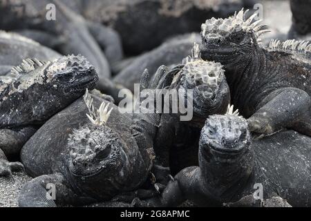 Galapagos Marine Iguana Sneezing excreting salt by nose - funny animals. Close up of Marine iguana on Galapagos Islands, Ecuador Stock Photo