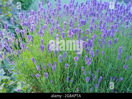 Lilac flowers on sprigs of lavender on a blurred background, horizontal format Stock Photo