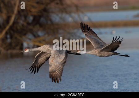 A Lesser Sandhill Crane adult pair, Antigone canadensis, flying low over a riparian wetland on California's Merced NWR. Stock Photo