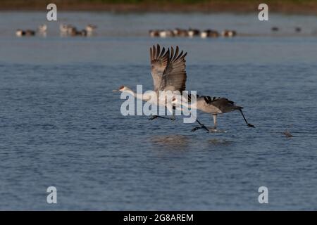 A Lesser Sandhill Crane pair, Antigone canadensis, runs across the wetland surface prior to take-off at the Merced NWR, California. Stock Photo