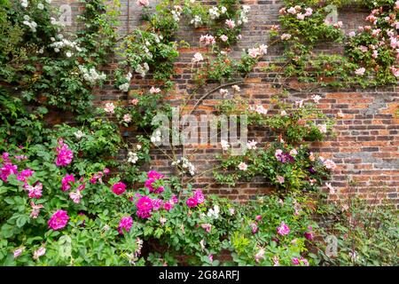 Rambling or climbing roses on a brick wall Stock Photo