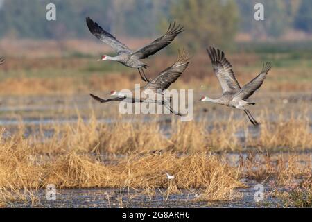 A trio of adult Lesser Sandhill Cranes, Antigone canadensis, flying over a freshwater marsh on California's Merced National Wildlife Refuge. Stock Photo