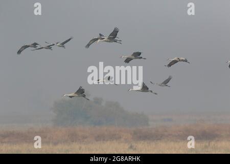 A Lesser Sandhill Crane flock, Antigone canadensis, flies through smoky skies over California's Merced National Wildlife Refuge. Stock Photo